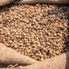 Robusta Coffee Beans (Bulk Export Grade)