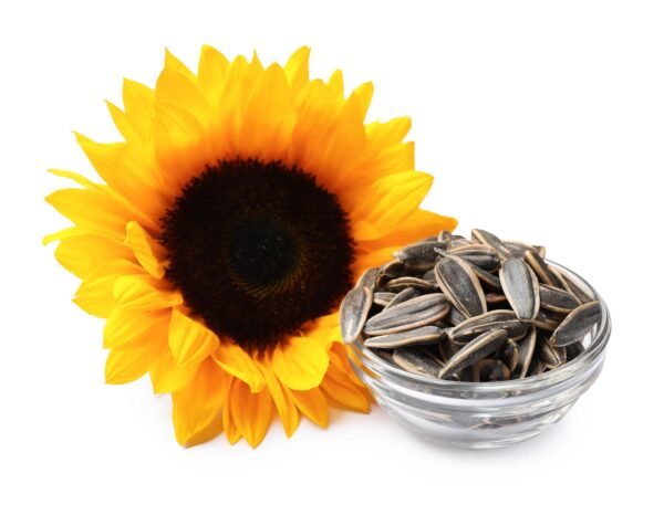 Sunflower Seeds (Shelled)